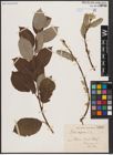 Foto von Salix caprea L.